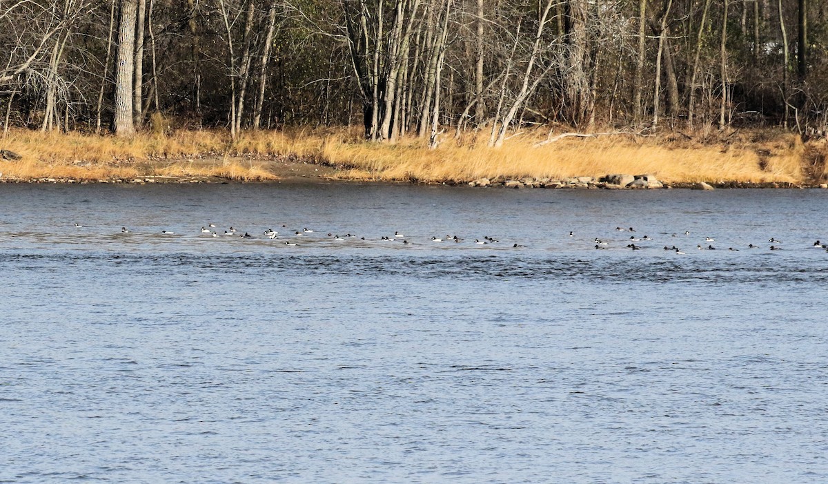 hohol severní - ML645807202