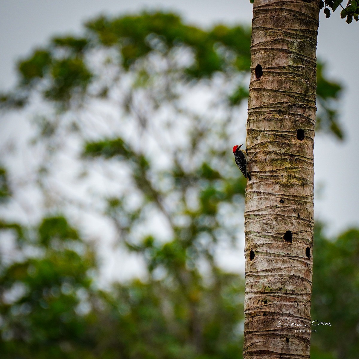 Black-cheeked Woodpecker - ML645807206
