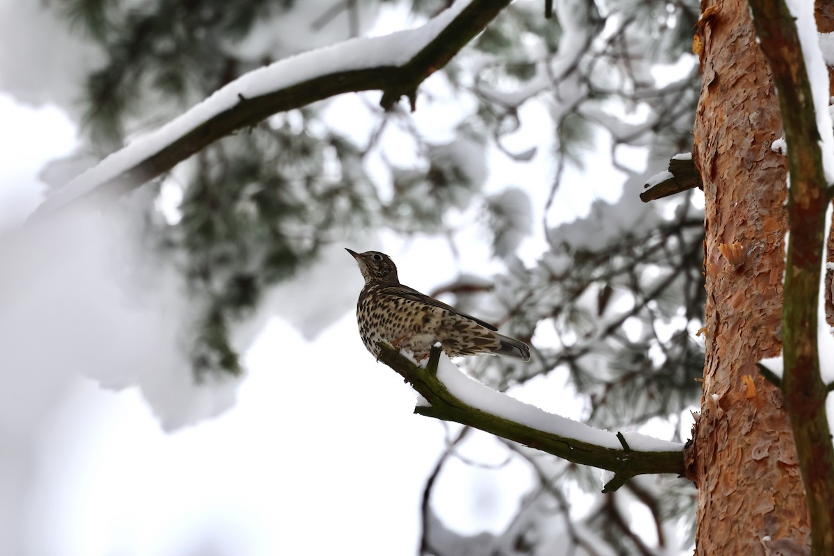 槲鶇 - ML645807208