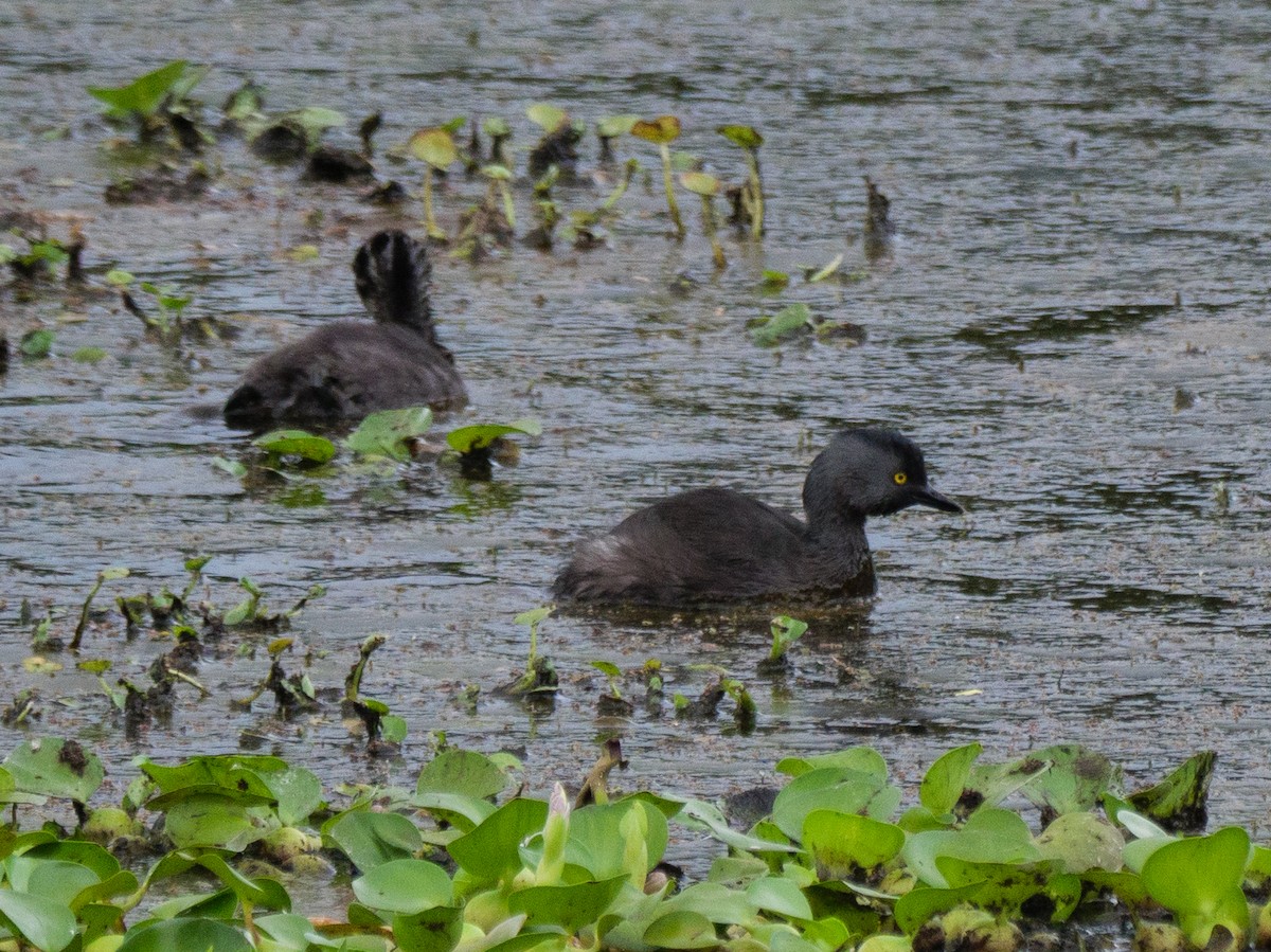 Least Grebe - ML645807213