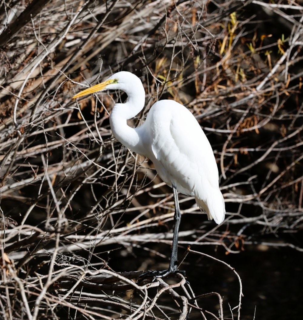 Garceta Grande - ML645807218