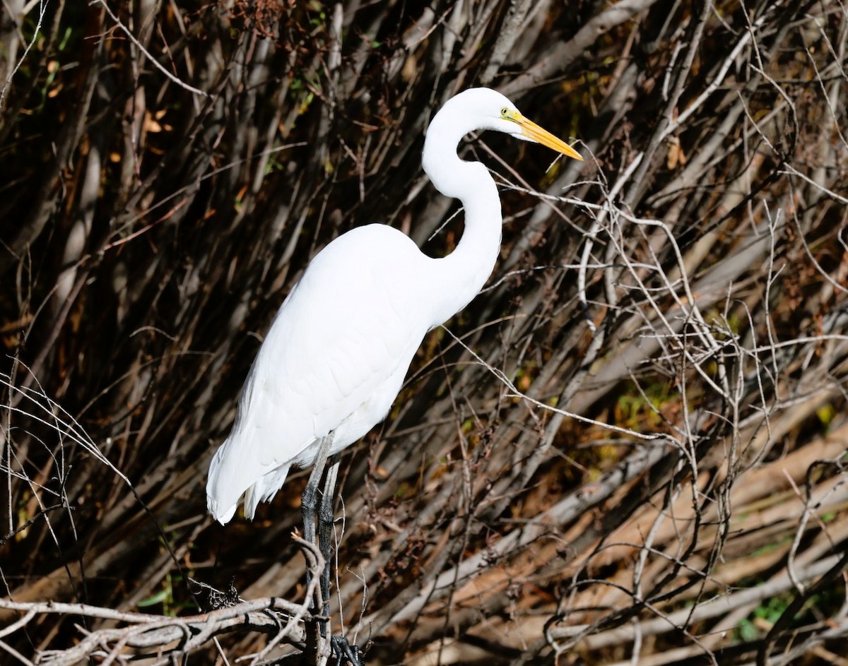 Garceta Grande - ML645807219