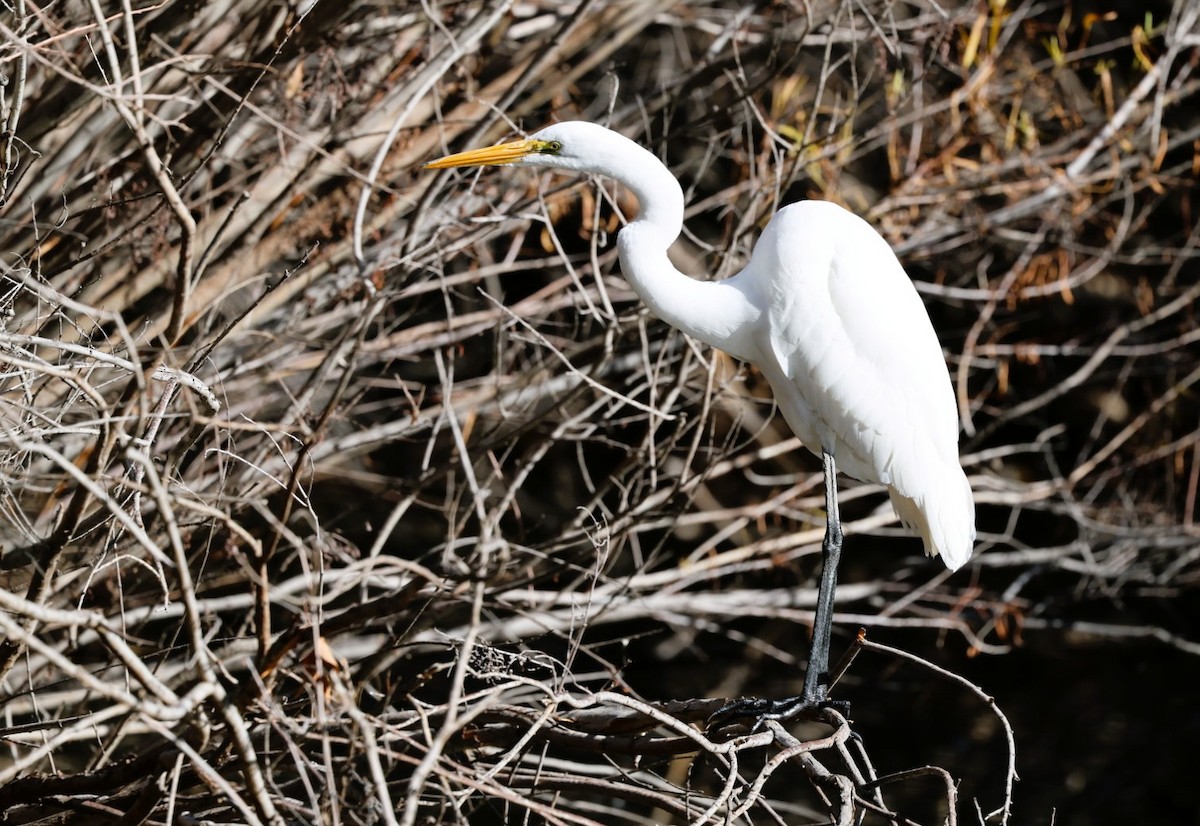 Garceta Grande - ML645807220