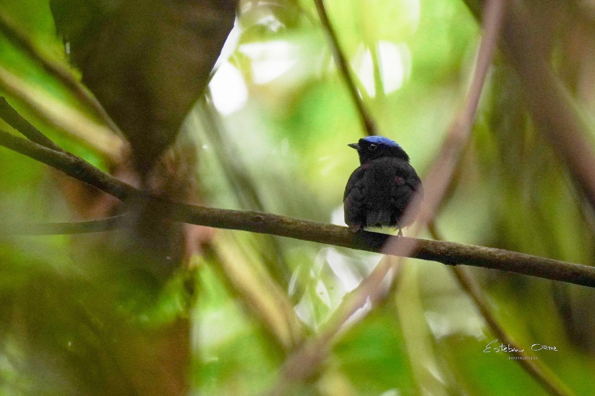Velvety Manakin - ML645807226