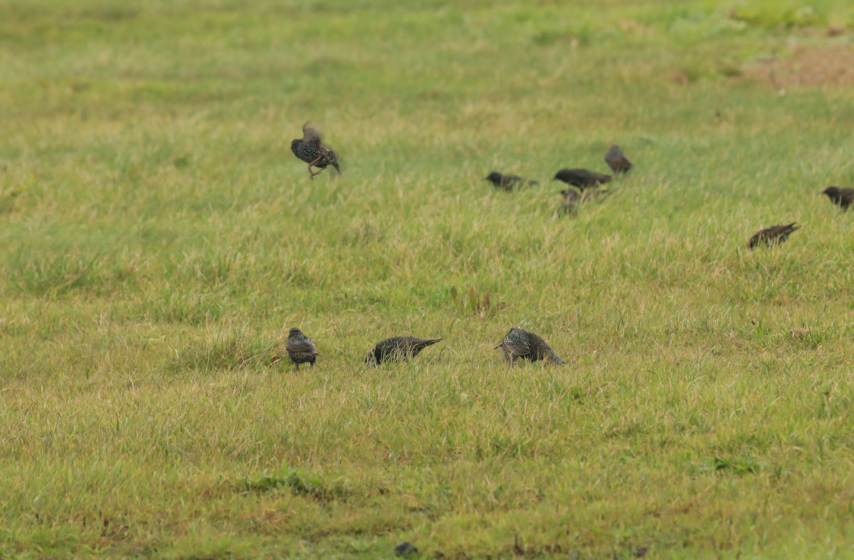 European Starling - ML645807229