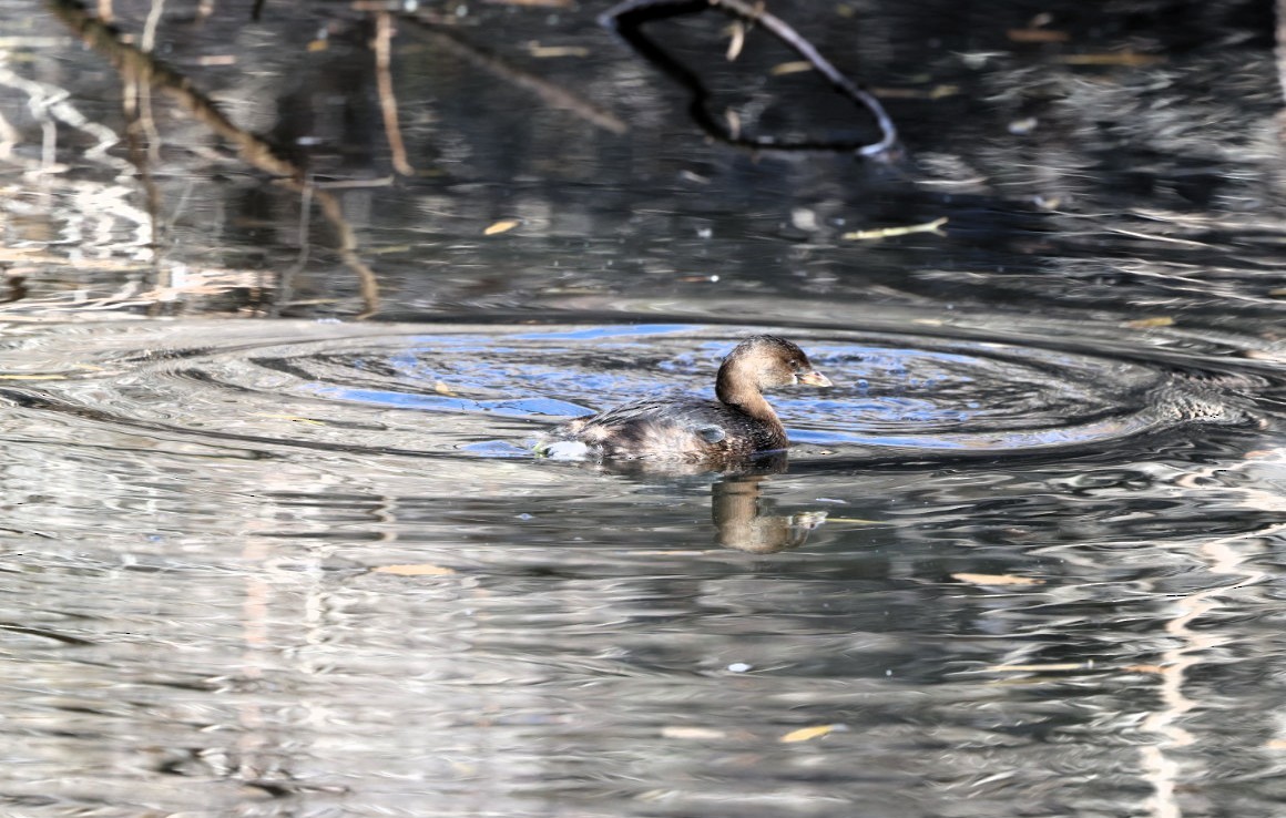 Pied-billed Grebe - ML645807235