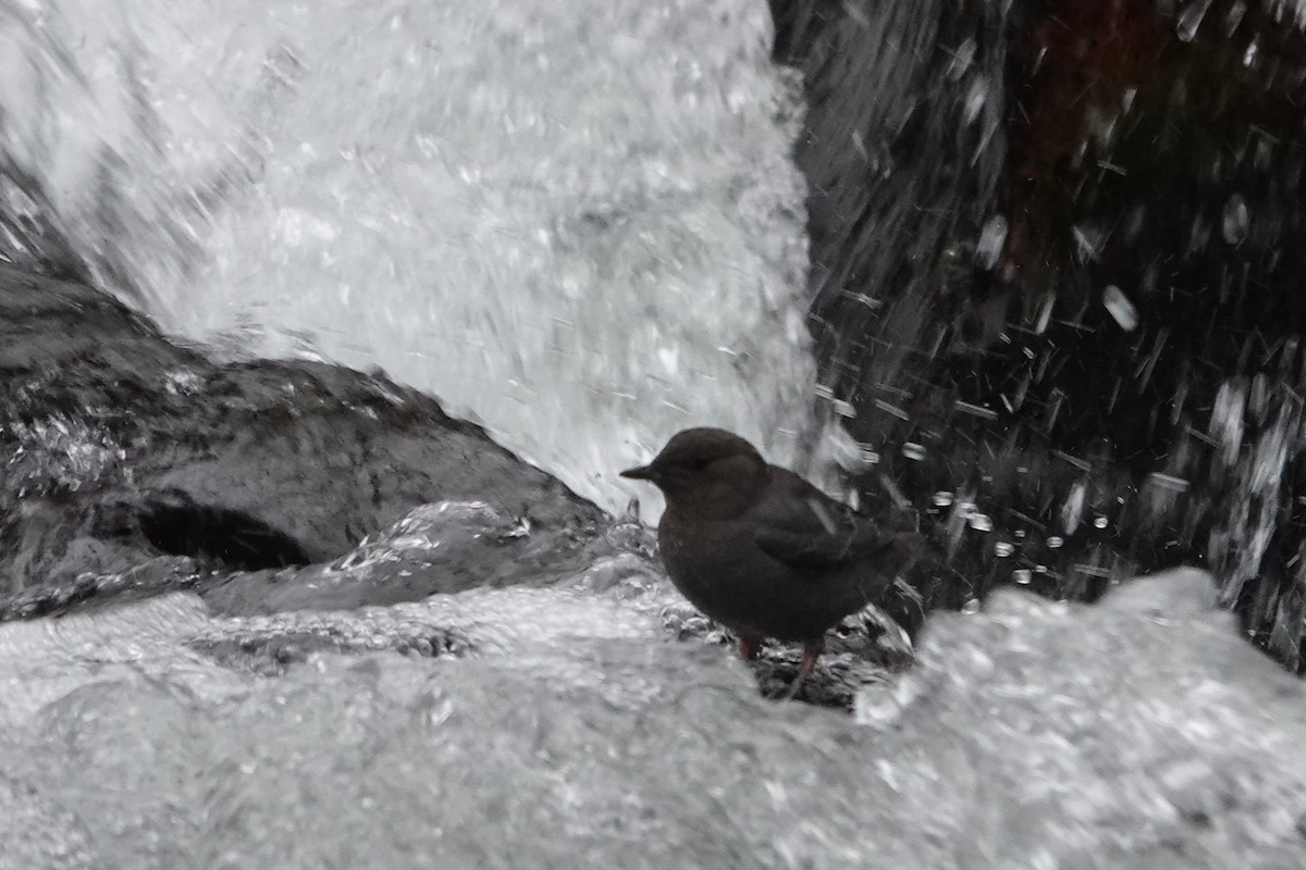 Ur-zozo iparramerikarra - ML645807236