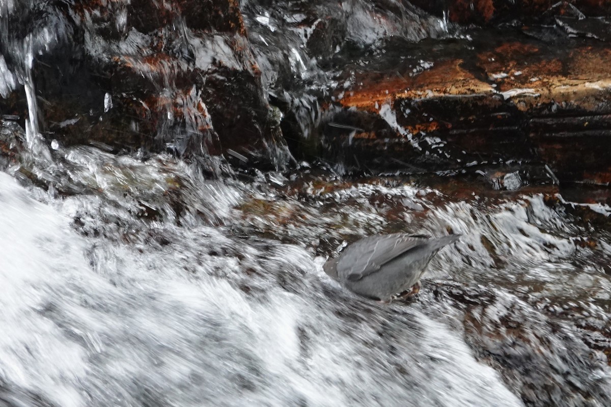 Ur-zozo iparramerikarra - ML645807237