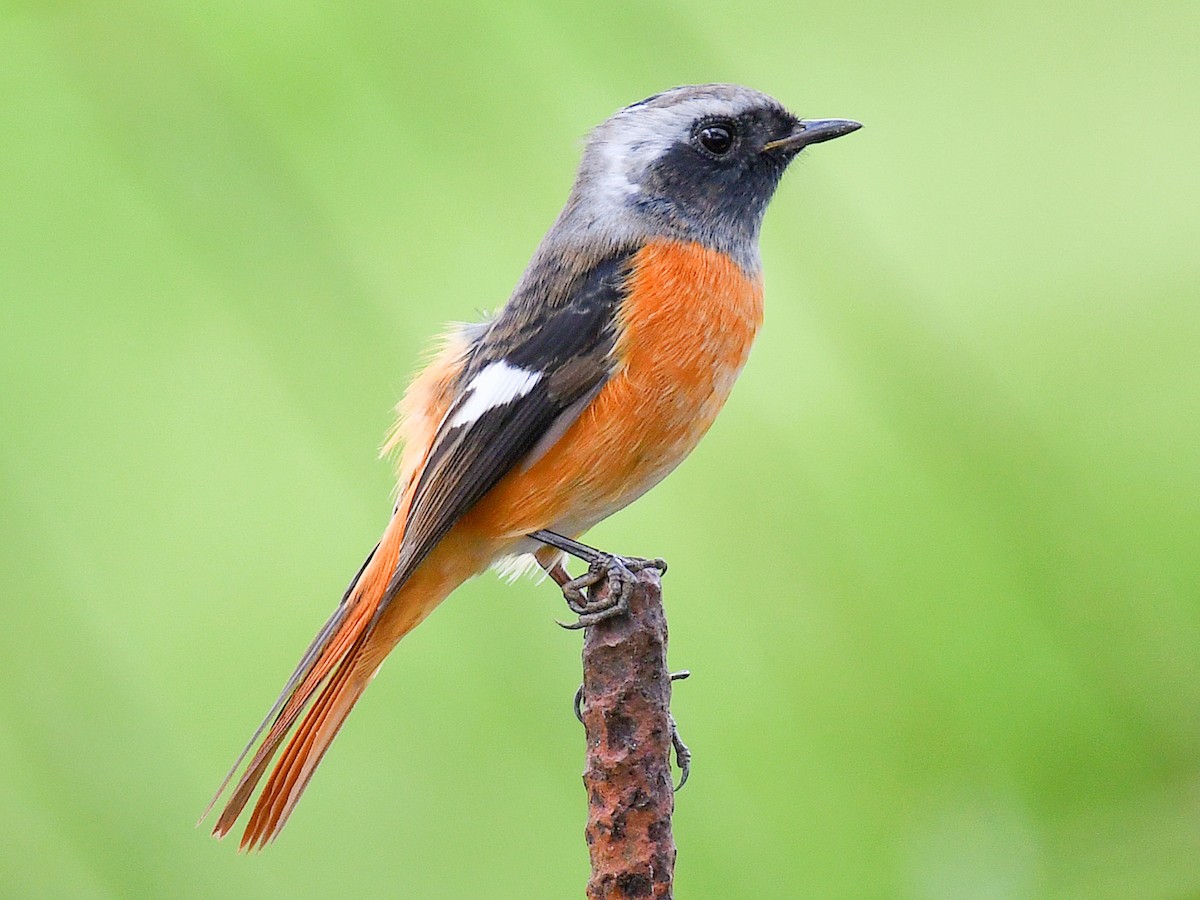 חכלילית סיבירית - ML645807240