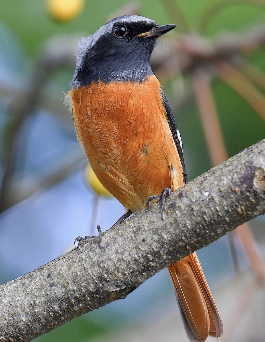 חכלילית סיבירית - ML645807241