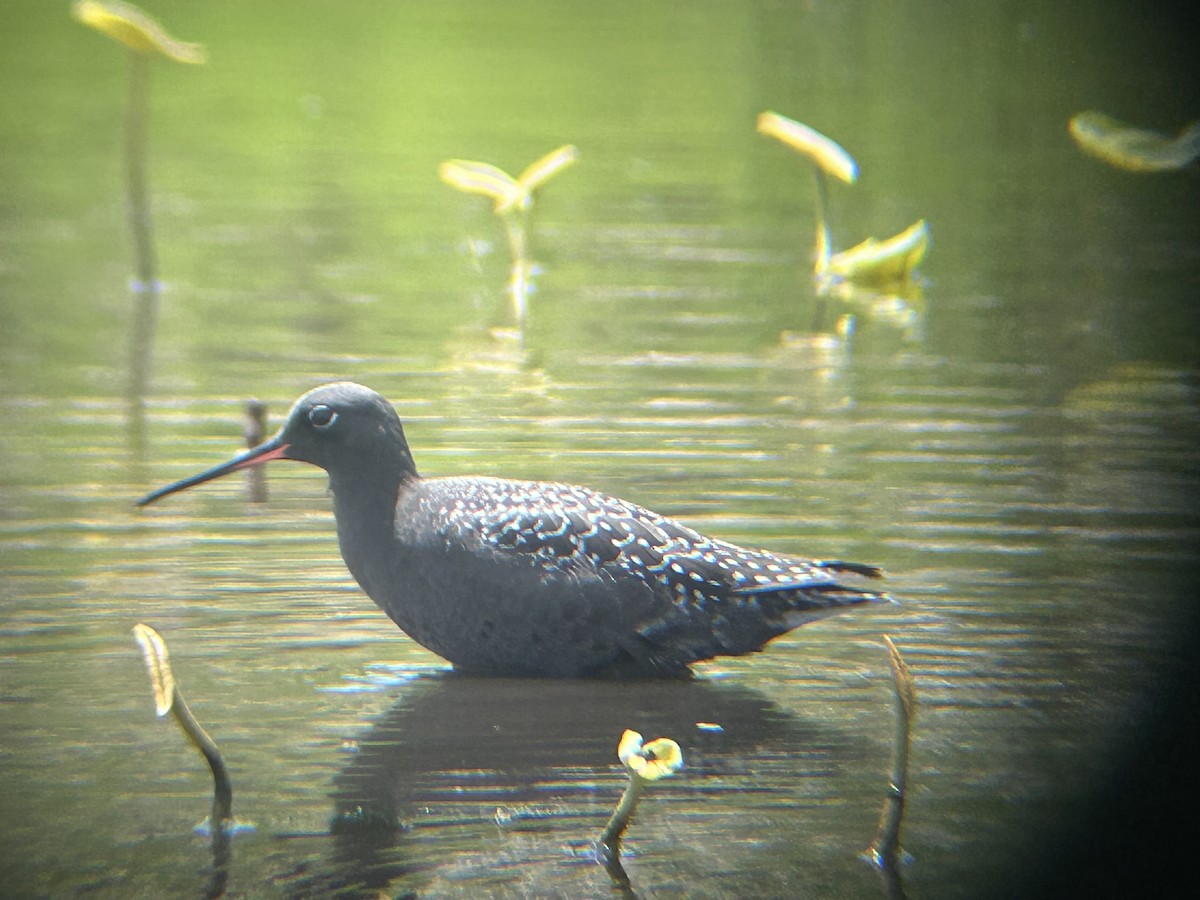 sotsnipe - ML645807244