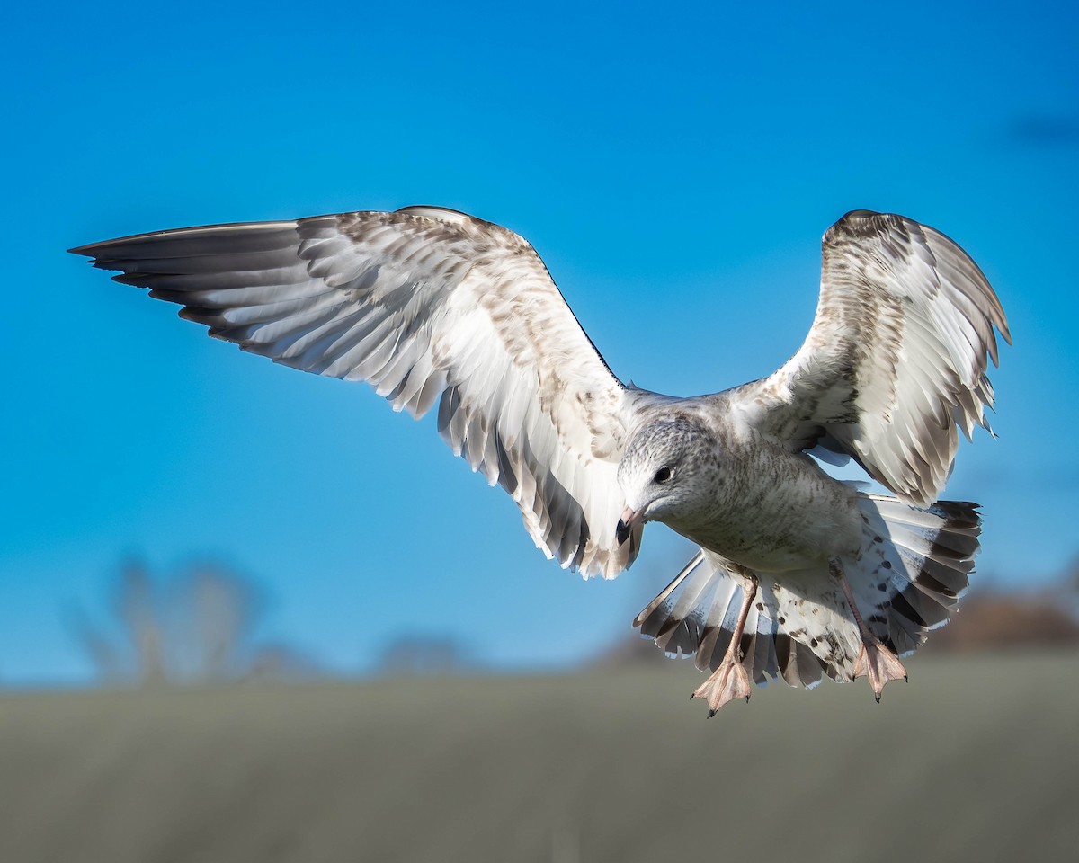 racek kroužkozobý - ML645807246