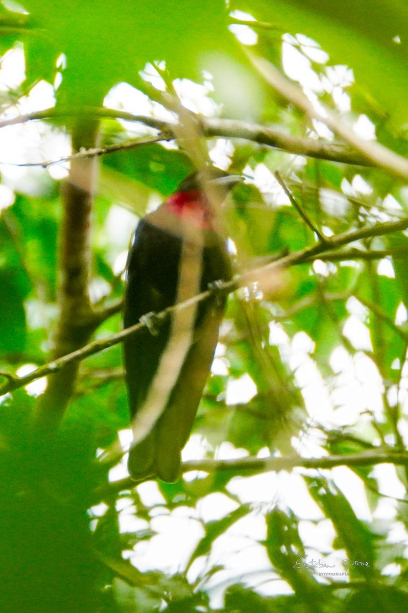 Purple-throated Fruitcrow - ML645807247