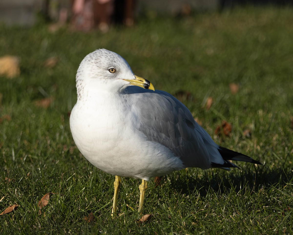 racek kroužkozobý - ML645807254