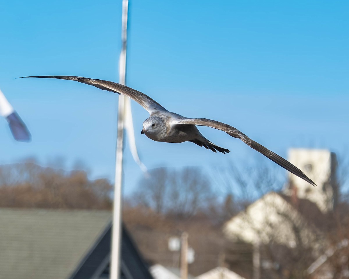 racek kroužkozobý - ML645807260