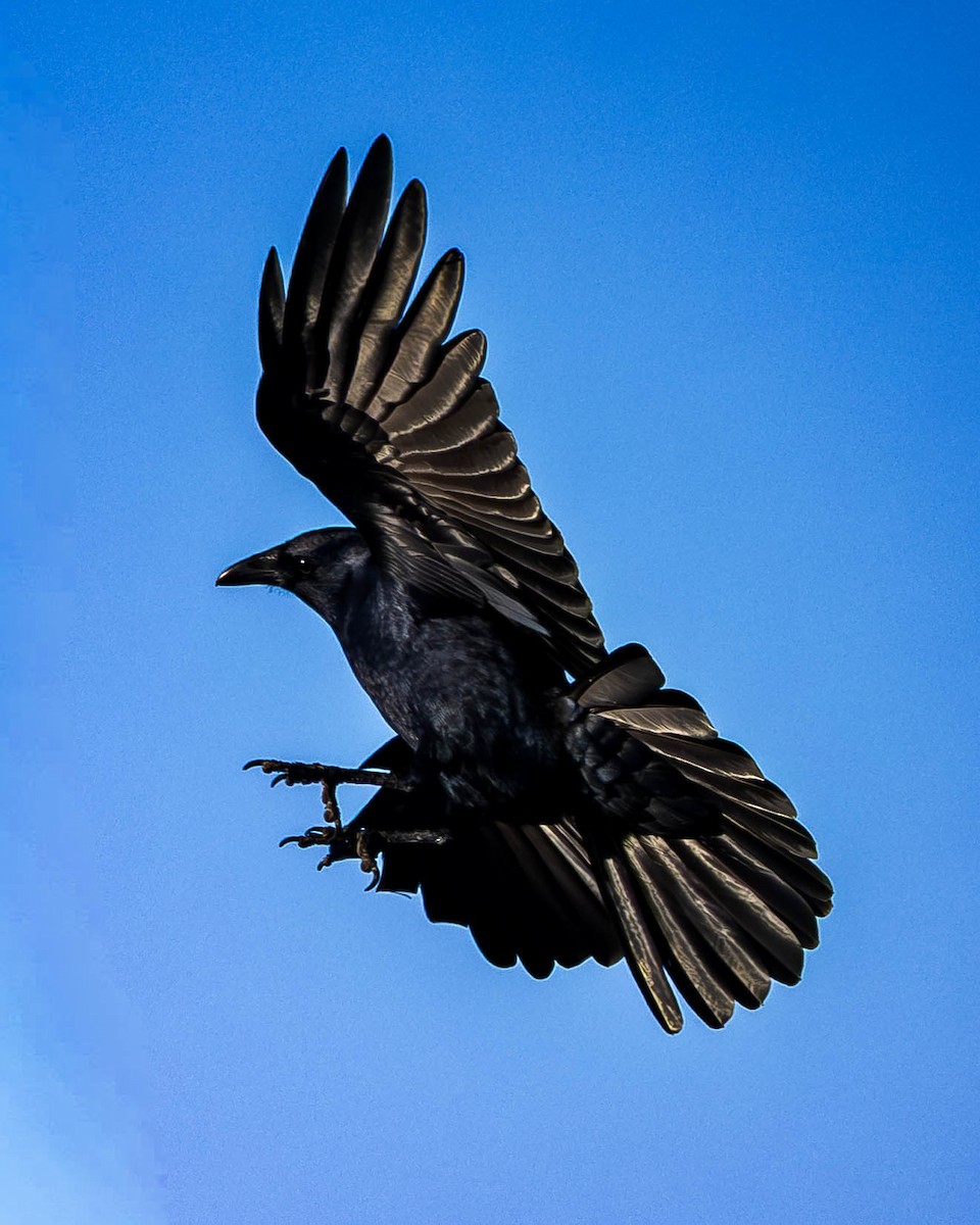 vrána rybí - ML645807263