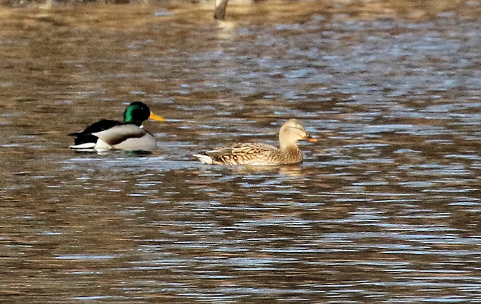 kachna divoká - ML645807265