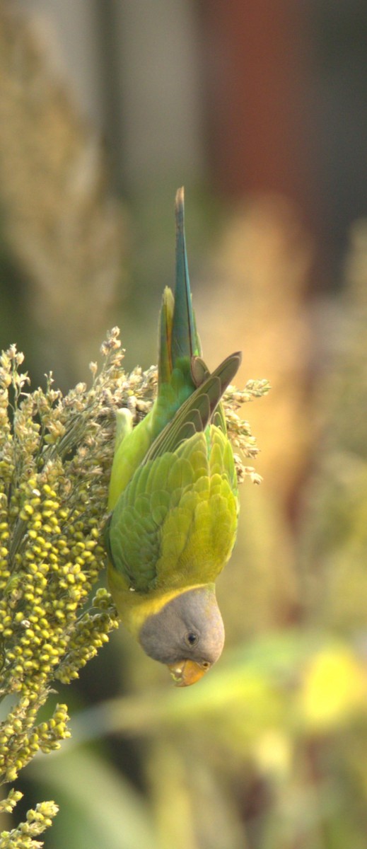 コセイインコ - ML645807266