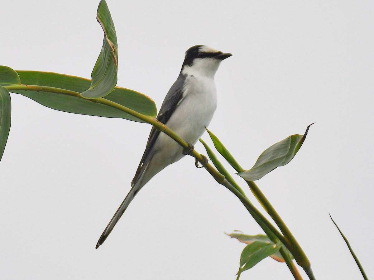 Ashy Minivet - ML645807276