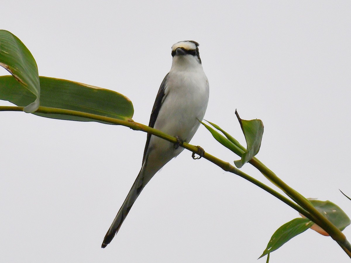 Ashy Minivet - ML645807277