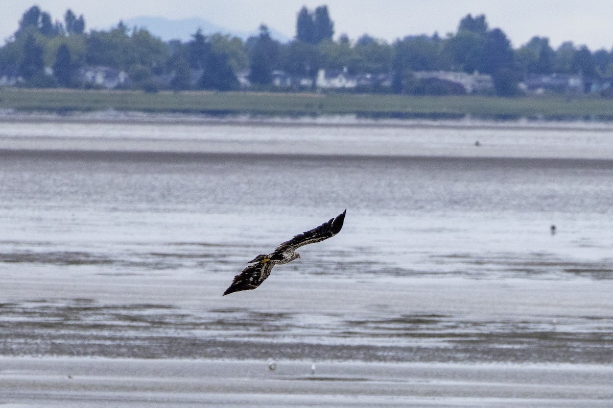 Pigargo Americano - ML645807278