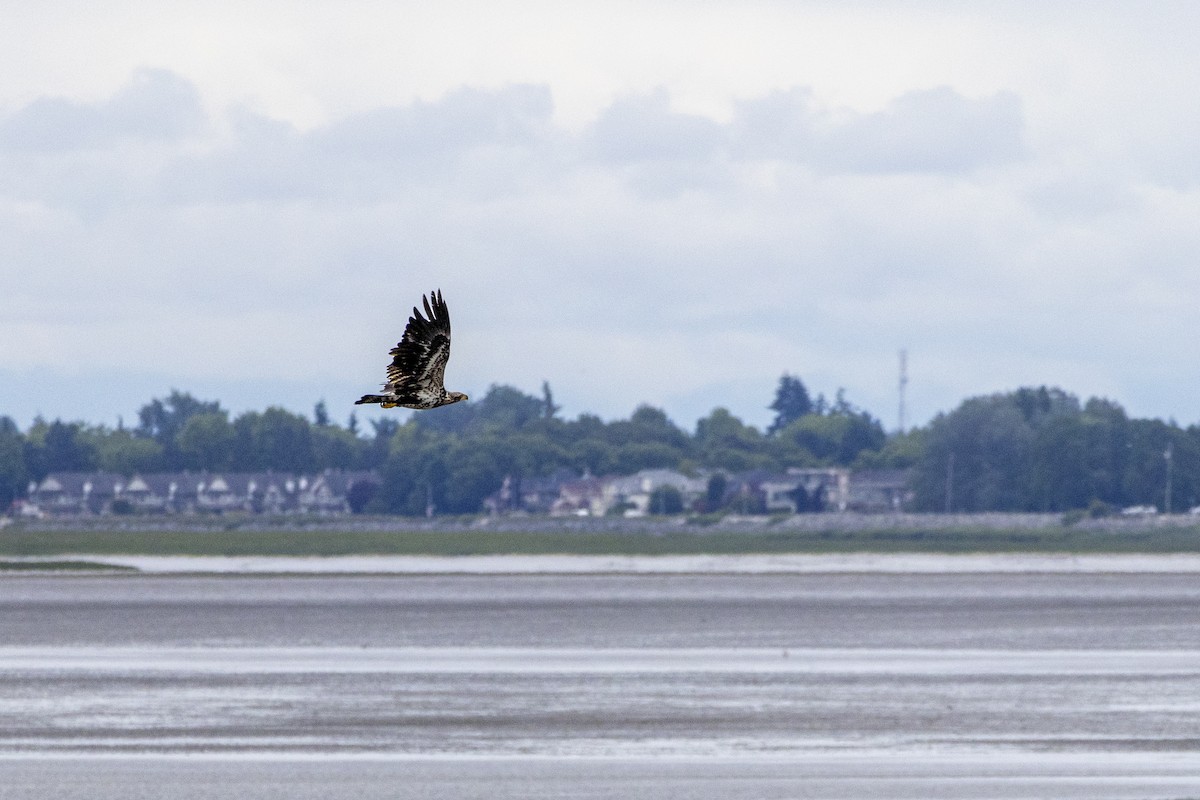 Pigargo Americano - ML645807279