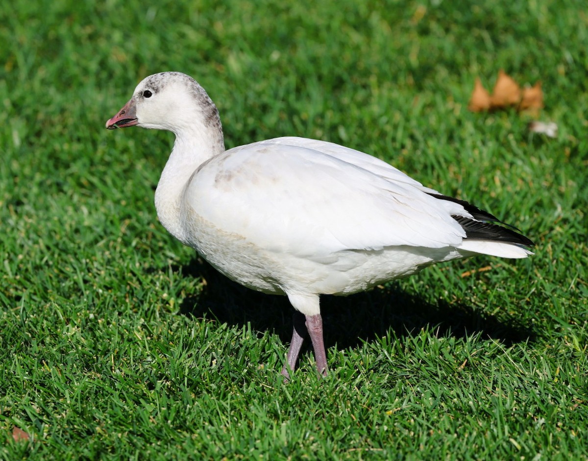 Ross's Goose - ML645807286