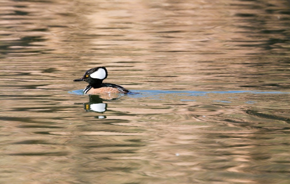 Hooded Merganser - ML645807292