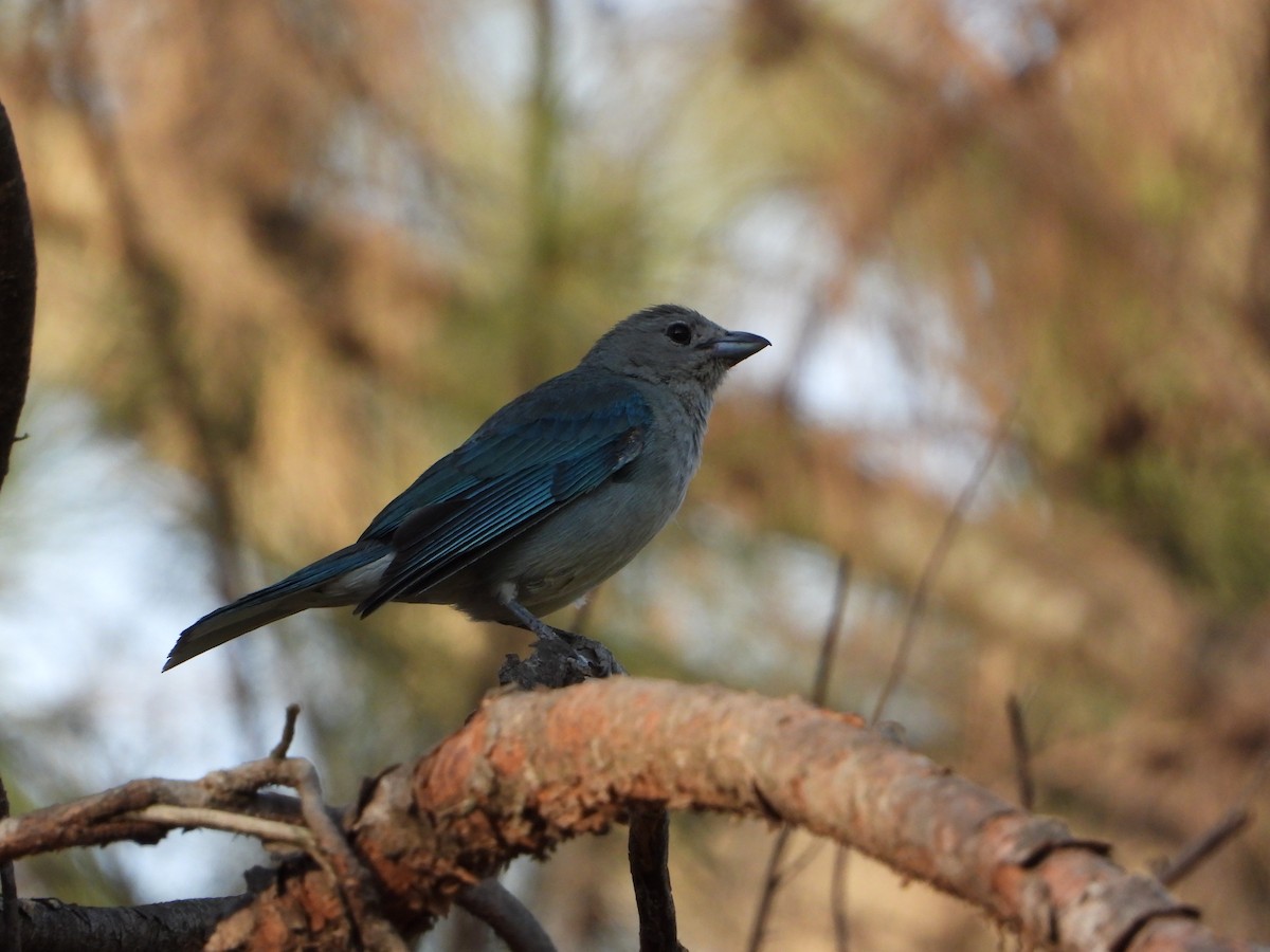 Sayaca Tanager - ML645807293