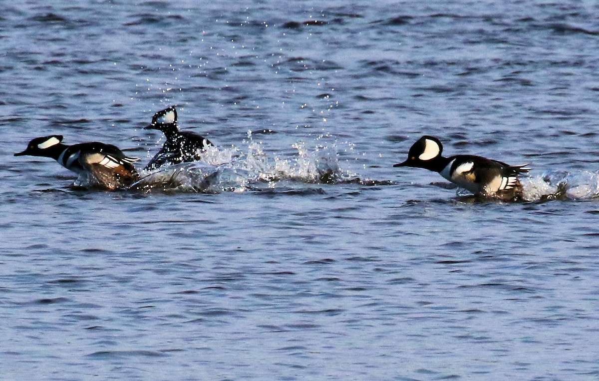 morčák chocholatý - ML645807302