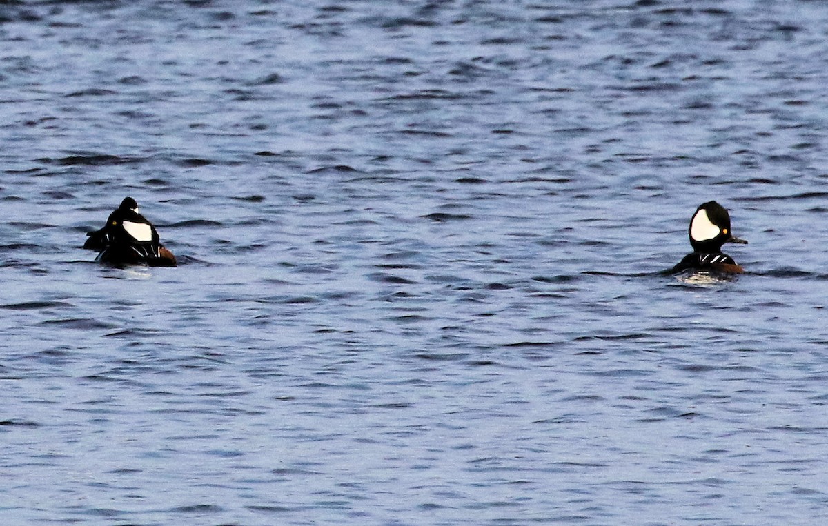 morčák chocholatý - ML645807303