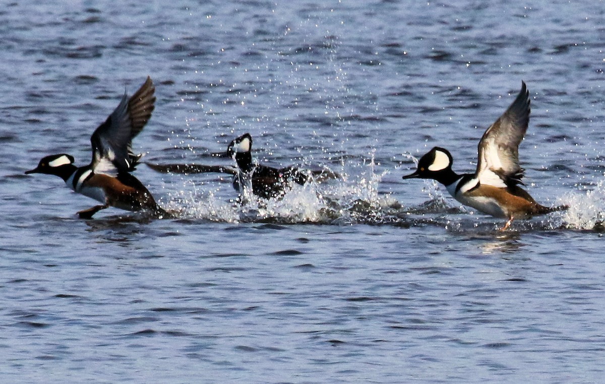 morčák chocholatý - ML645807304