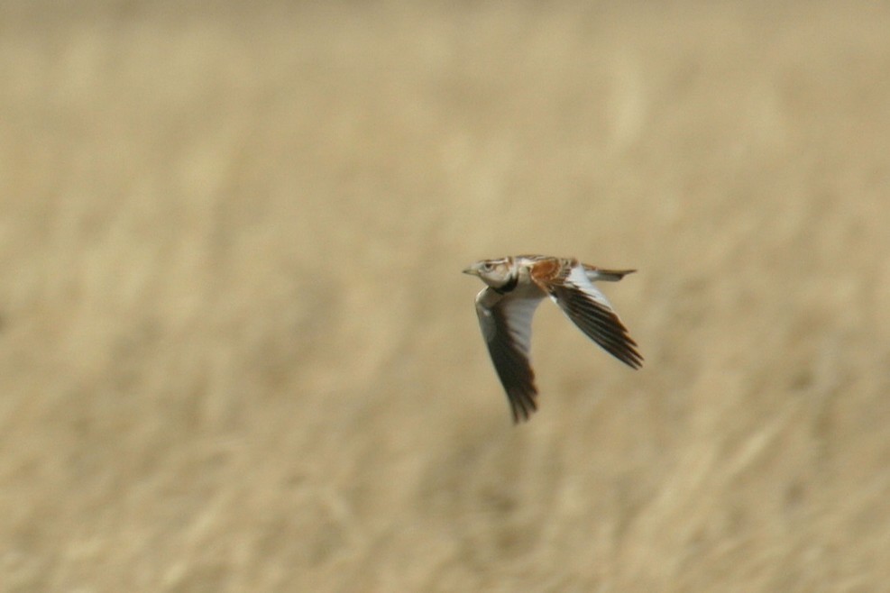 עפרוני מונגולי - ML645807308