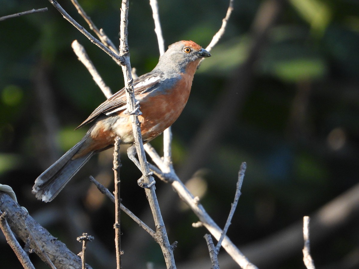 White-tipped Plantcutter - ML645807316