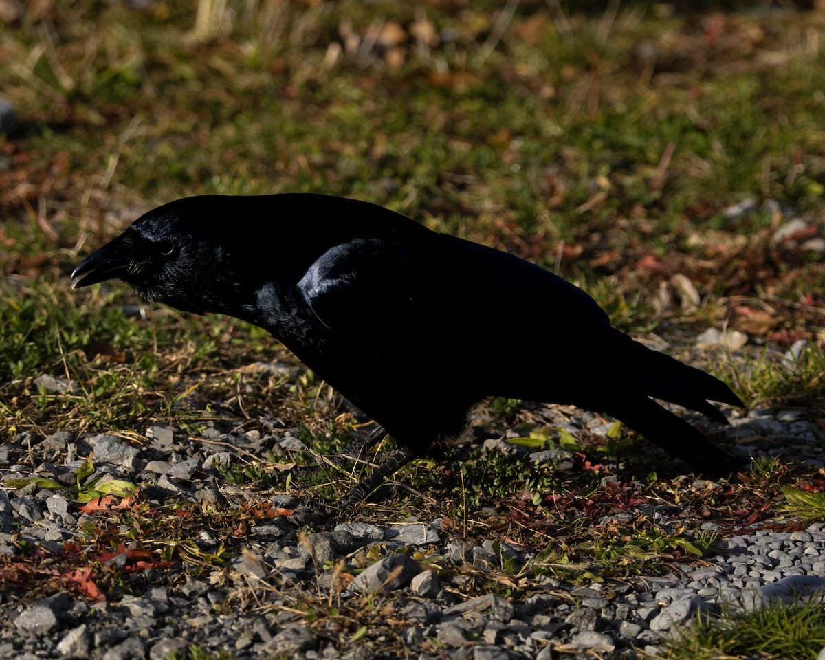 vrána rybí - ML645807318