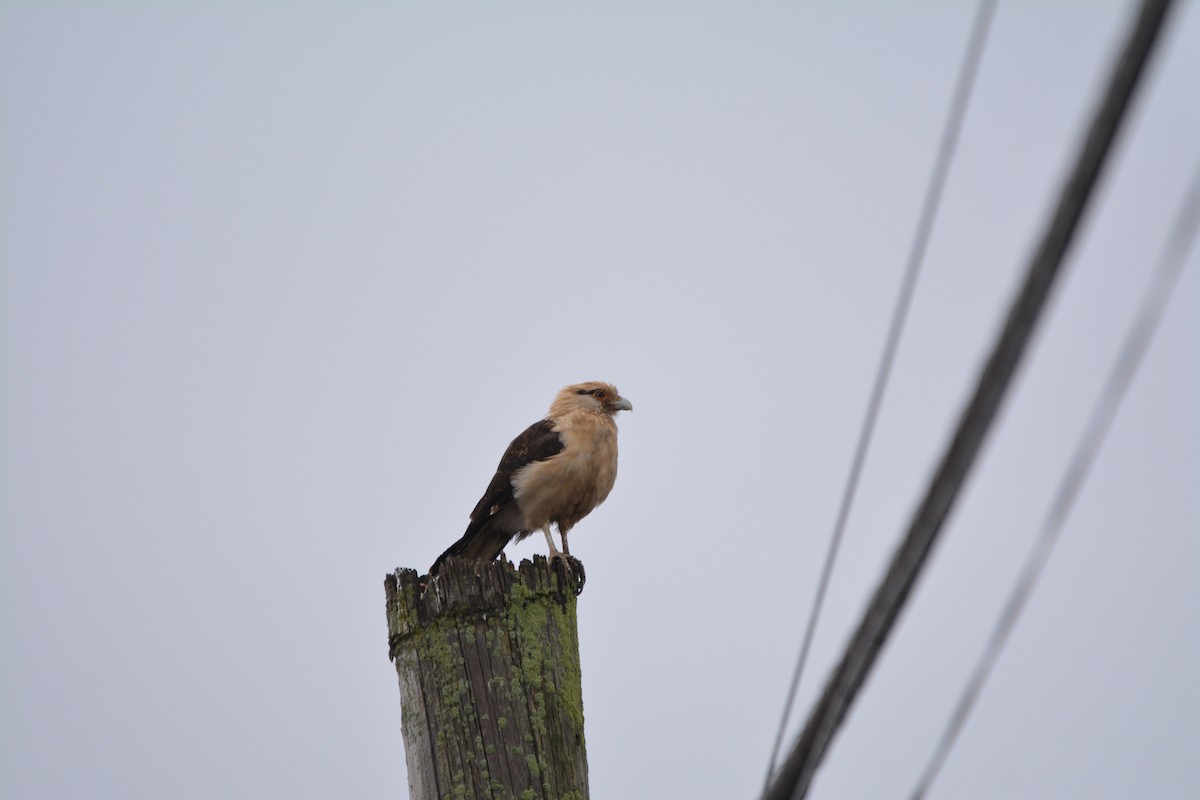 Yellow-headed Caracara - ML645807326