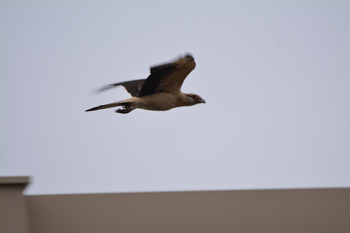 Yellow-headed Caracara - ML645807327