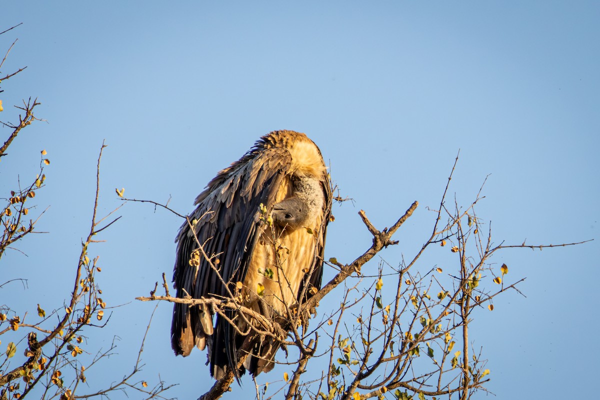 White-backed Vulture - ML645807328