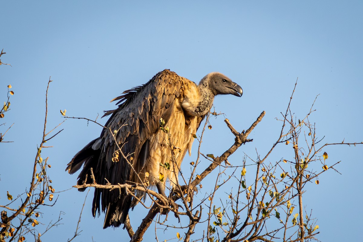 White-backed Vulture - ML645807329