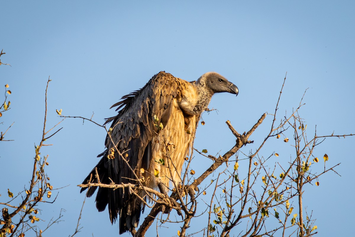 White-backed Vulture - ML645807330