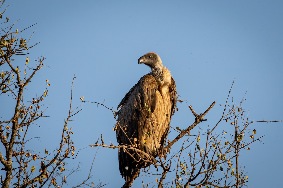 White-backed Vulture - ML645807331