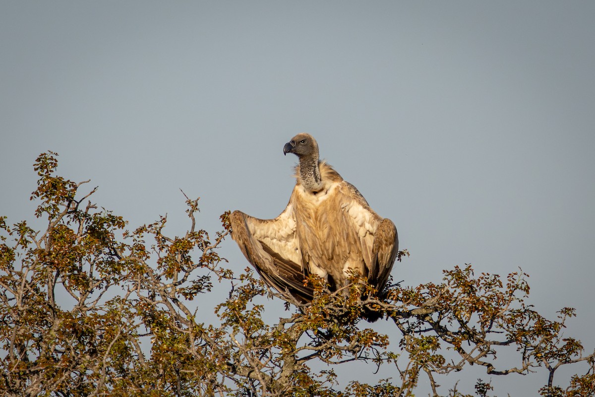White-backed Vulture - ML645807333