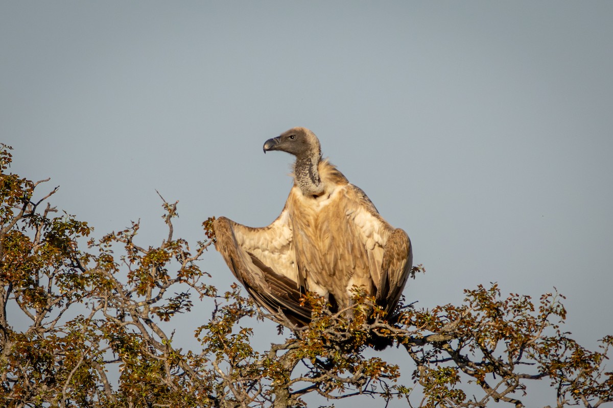 White-backed Vulture - ML645807334