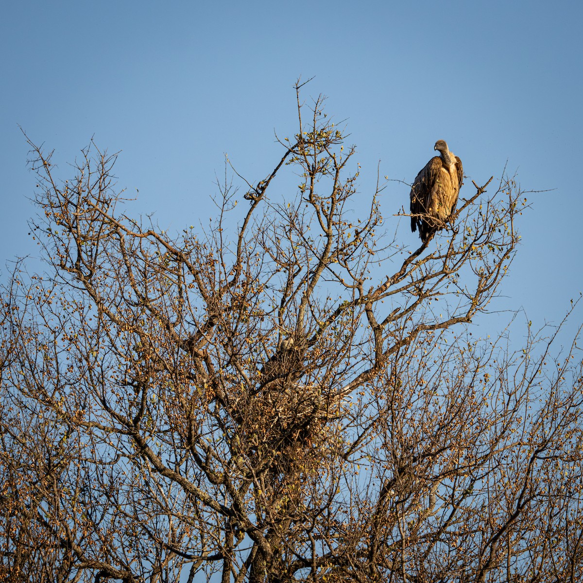 White-backed Vulture - ML645807335