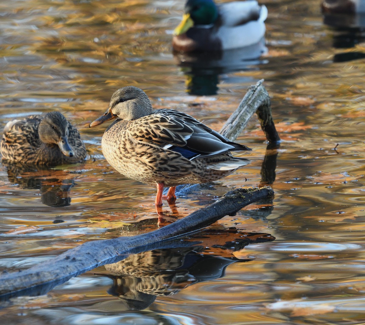 Mallard - ML645807340