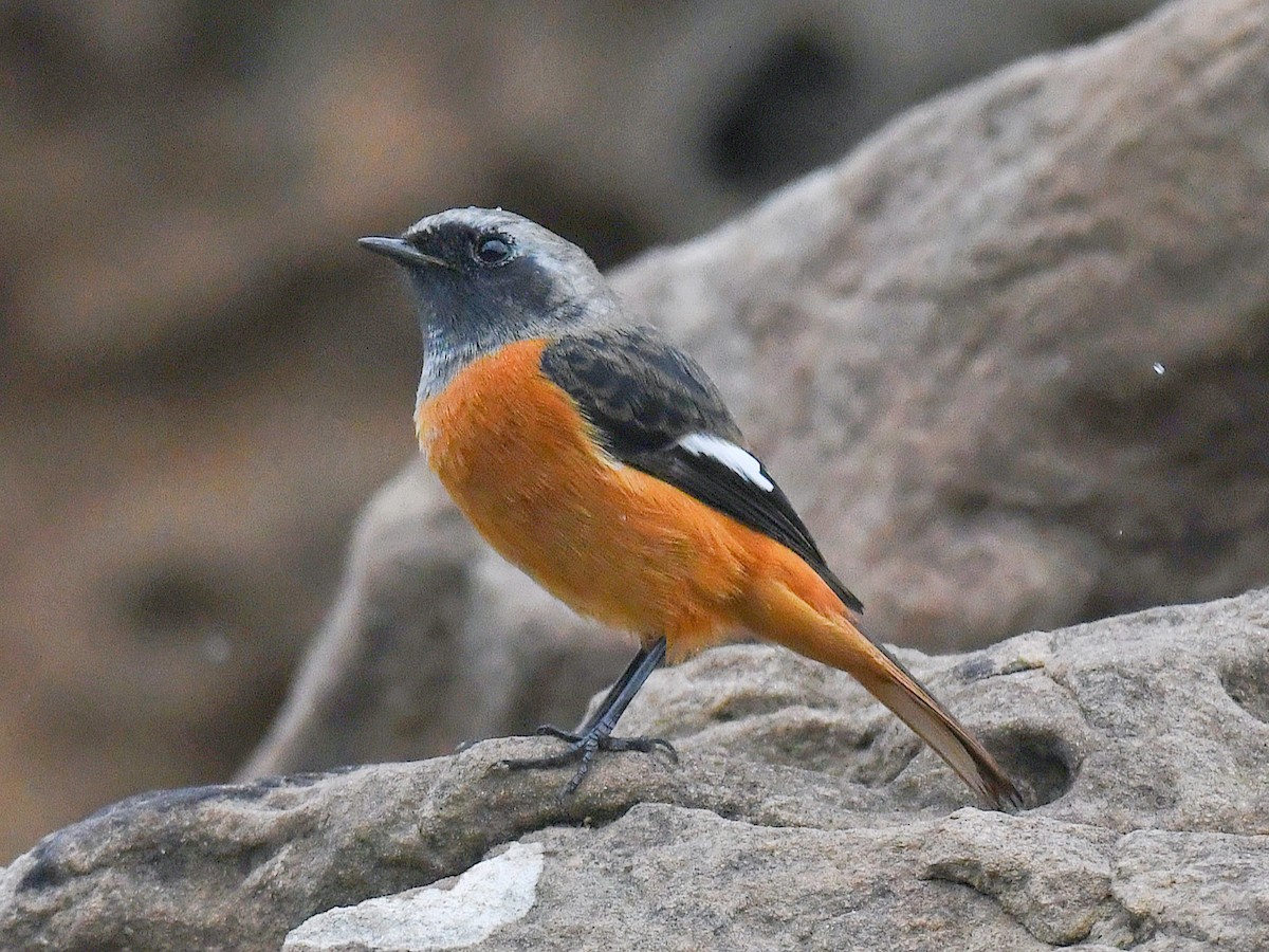 חכלילית סיבירית - ML645807342