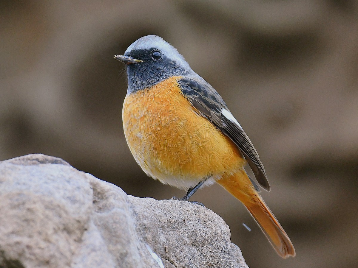 חכלילית סיבירית - ML645807343