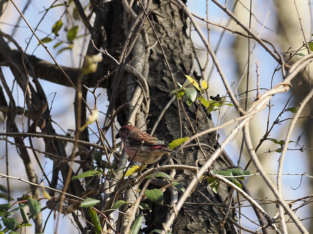 Purple Finch - ML645807344