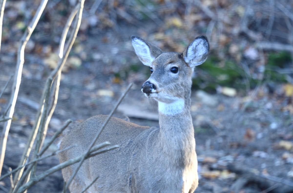 Animals - ML645807350