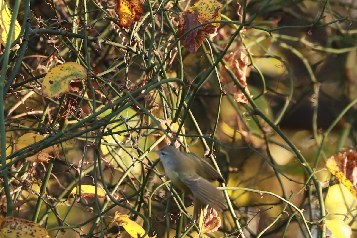 Orange-crowned Warbler - ML645807352